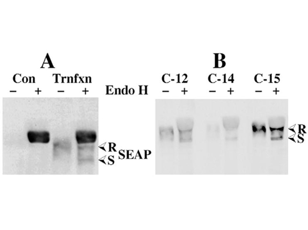 Western Blot using Alkaline Phosphatase